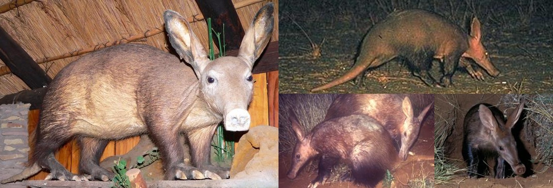 aardvark-collage